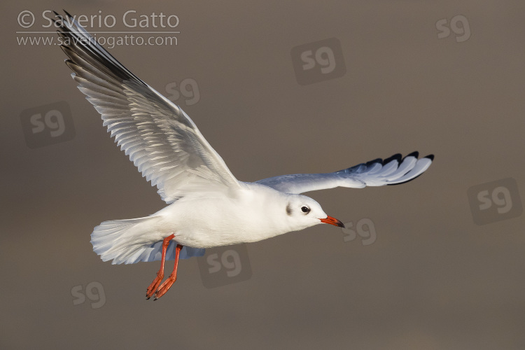 Black-headed Gull, adult in winter plumage in flight