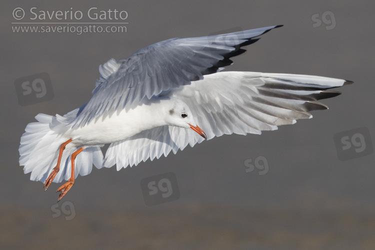 Gabbiano comune, adulto in abito invernale in volo