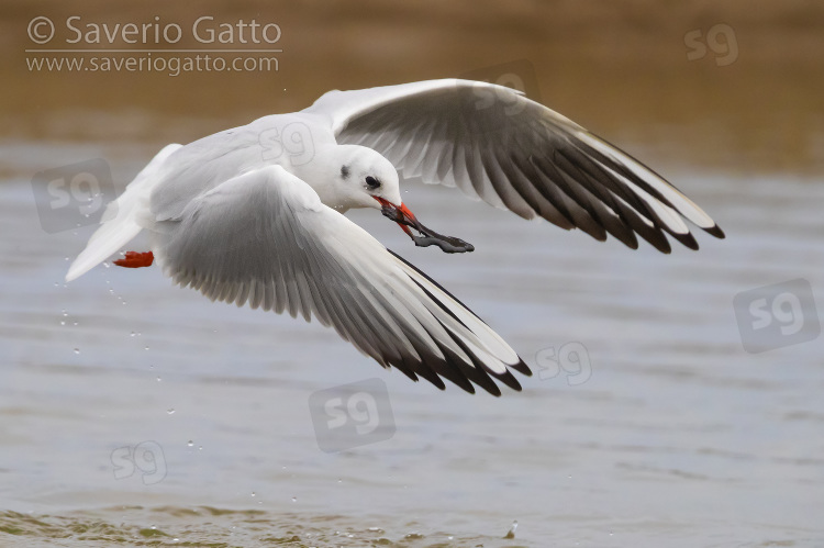 Gabbiano comune, adulto in abito invernale in volo