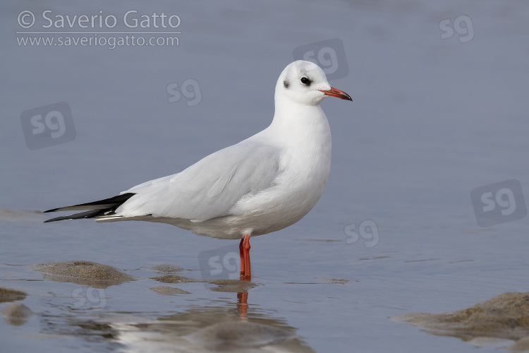 Black-headed Gull, side view of adult in winter plumage standing on the shore