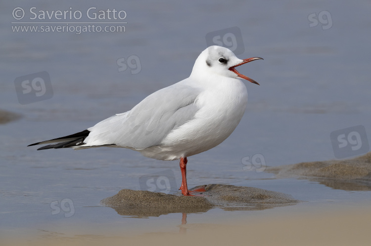 Black-headed Gull, side view of  adult in winter plumage standing on the shore