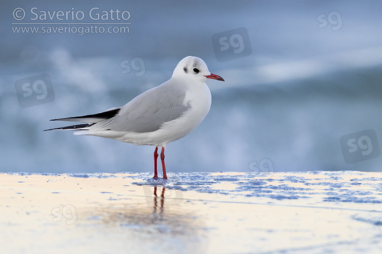 Gabbiano comune, adulto posato in riva al mare