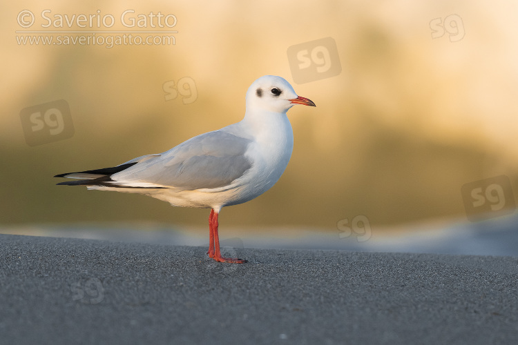 Black-headed Gull