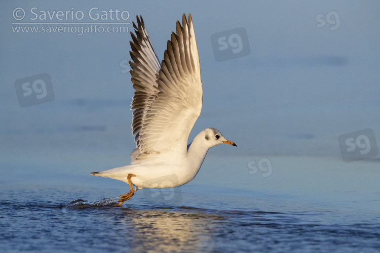 Gabbiano comune, giovane in partenza dall'acqua