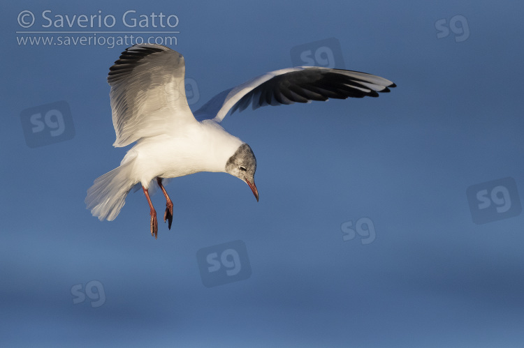 Black-headed Gull, adult moulting to summer plumage in flight