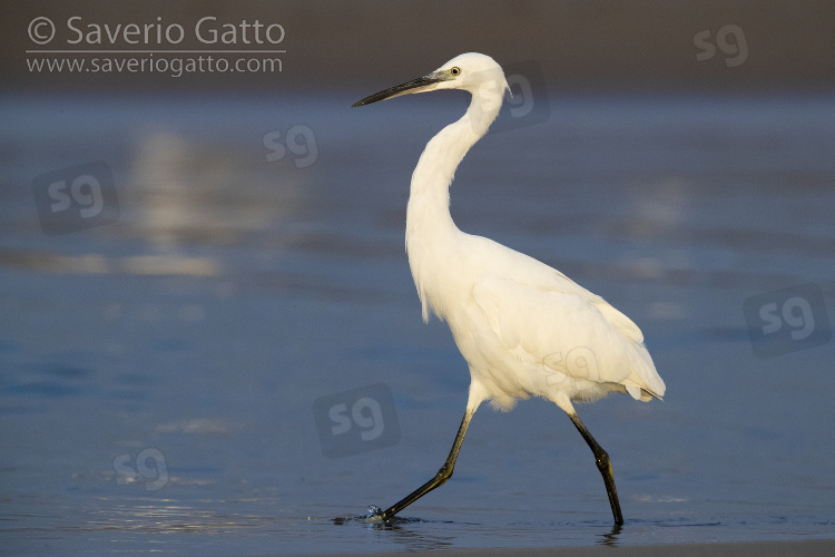 Little Egret, side view of an individual waking in the shallow water