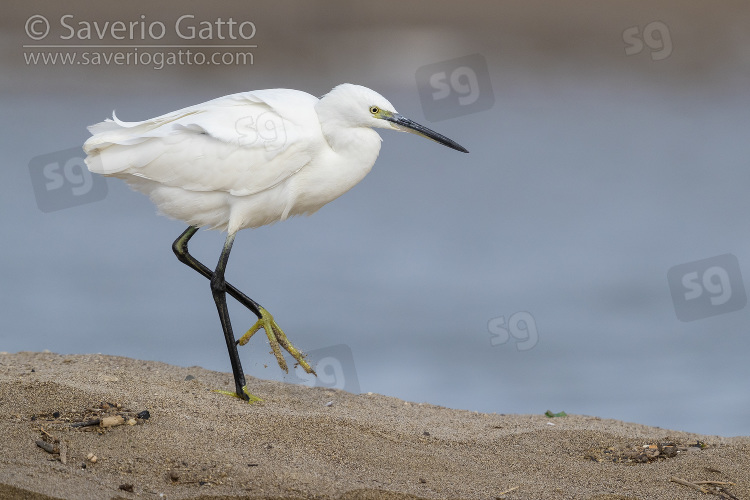 Little Egret, side view of an individual walking on a beach