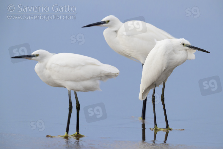 Little Egret, three individuals standing on the shore