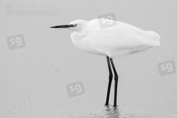 Little Egret