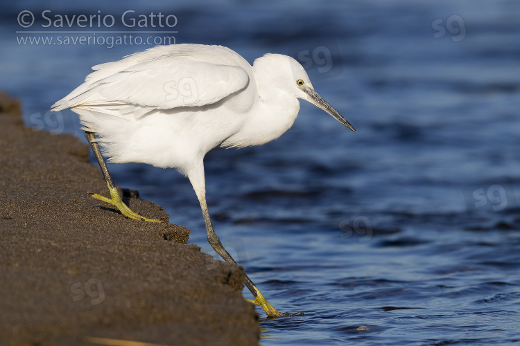 Little Egret