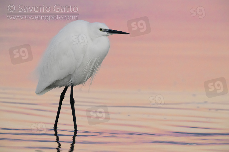 Little Egret, adult in winter plumage standing in the water before the sunrise