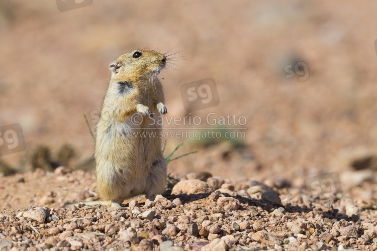 Ratto delle sabbie maggiore, adulto in piedi sul terreno