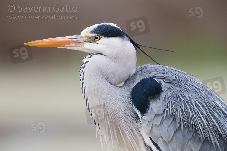 Grey Heron, adult close-up