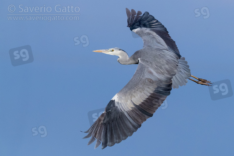 Grey Heron, immature in flight showing upperwings