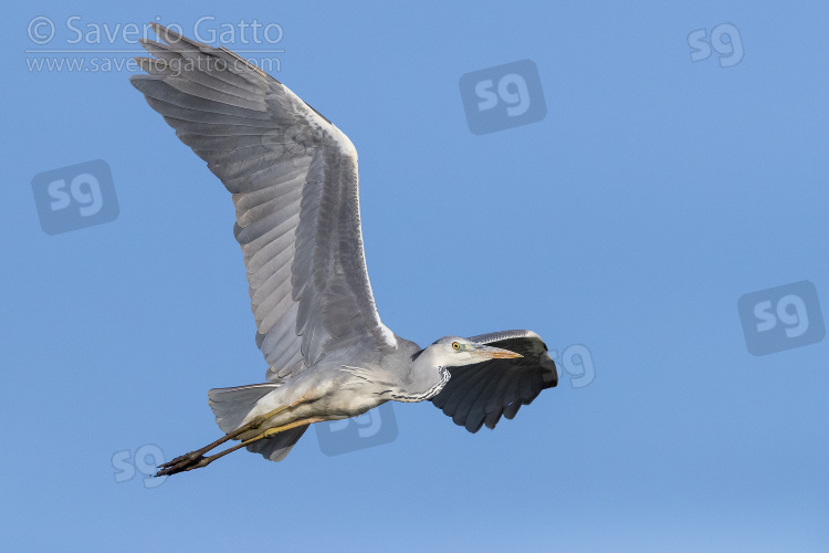 Grey Heron, immature in flight