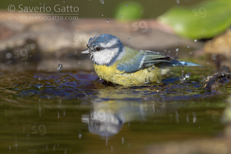 Cinciarella, adulto al bagno