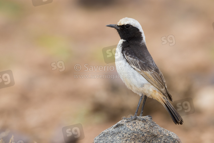 Red-rumped Wheatear, side view of an adult male standing on a stone in morocco