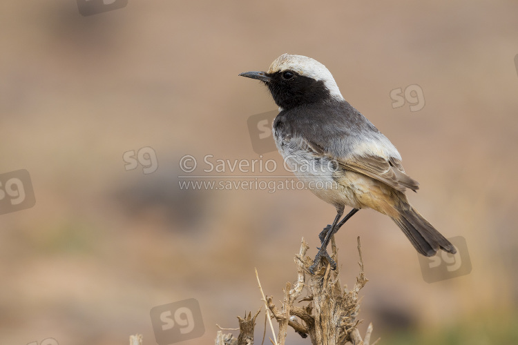 Red-rumped Wheatear, adult male standing on a bush in morocco