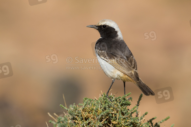 Red-rumped Wheatear, back view of an adult male standing on a bush in morocco