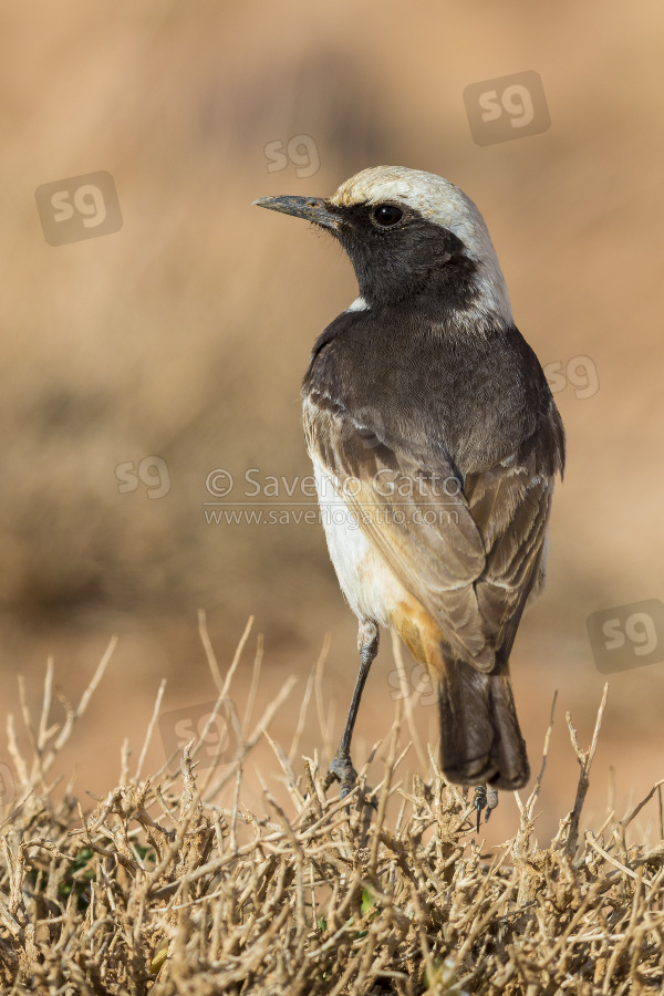 Red-rumped Wheatear, back view of an adult male standing on a bush in morocco