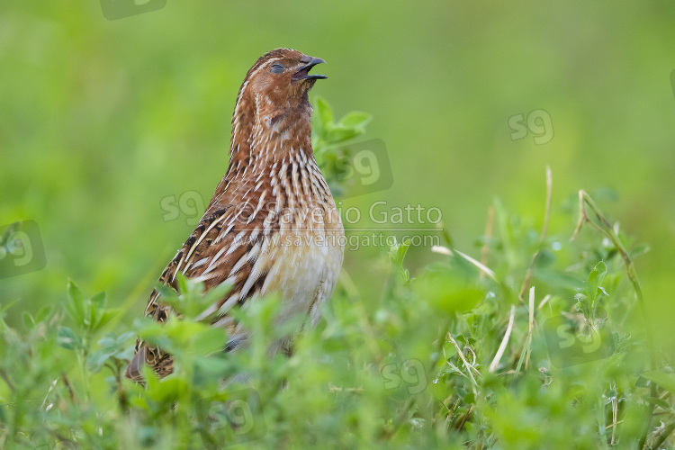 Common Quail, adult male singing in an alfalfa field