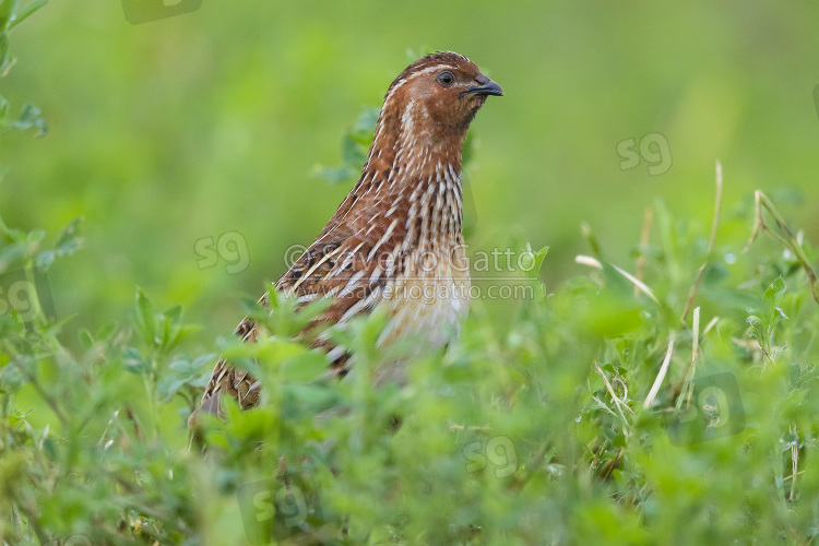 Common Quail, adult male standing in an alfalfa field