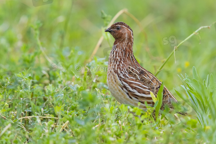 Common Quail, adult male standing in an alfalfa field