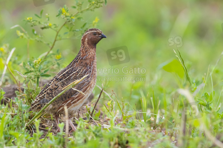 Common Quail, side view of an adult male standing on the ground