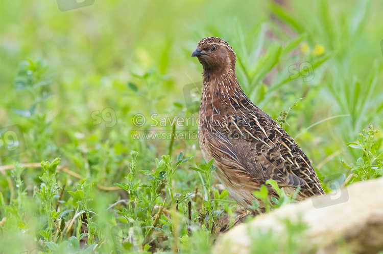 Common Quail, adult male standing in an alfalfa field