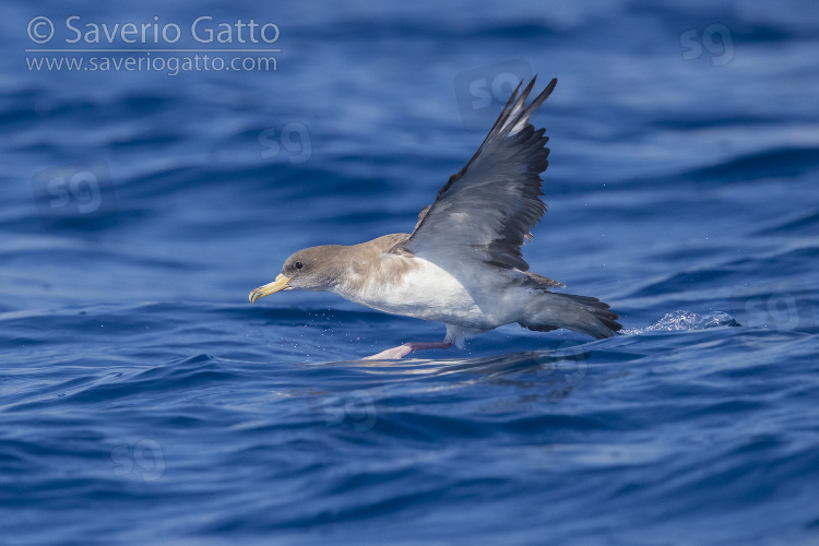 Scopoli's Shearwater, side view of an adult taking off from the water