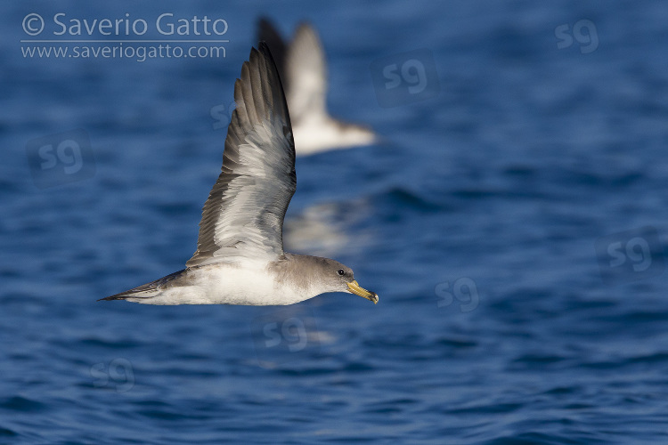 Berta maggiore, adulto in volo visto di lato