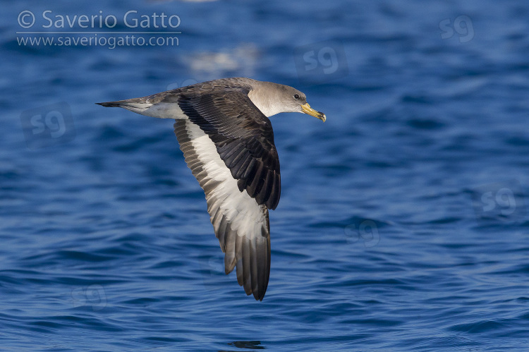 Scopoli's Shearwater, side view of an individual in flight