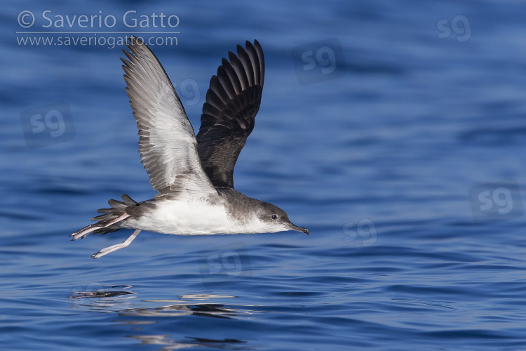 Yelkouan Shearwater, individual in flight in italy