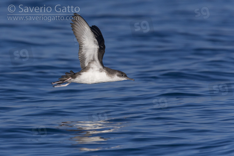 Berta minore mediterranea, adulto in volo visto di lato