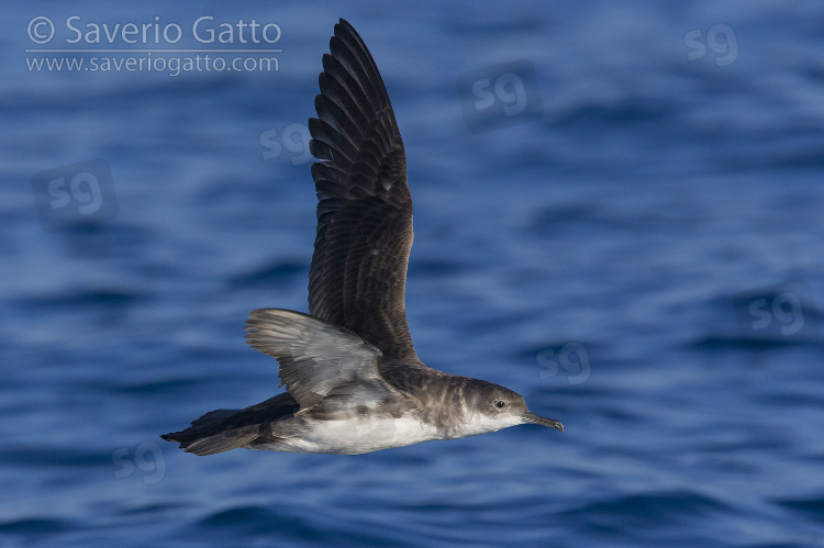 Yelkouan Shearwater, side view of an adult in flight in italy