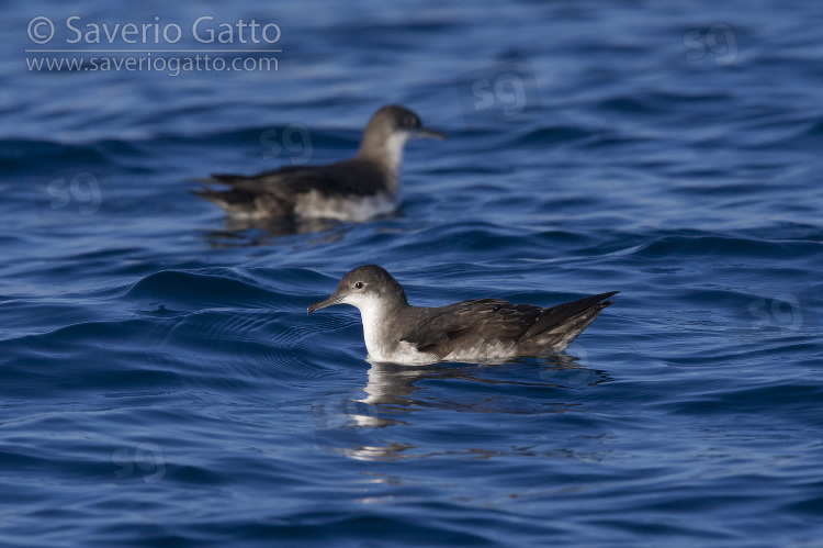 Yelkouan Shearwater, two individuals sitting on the water in italy