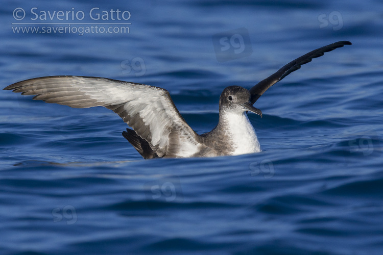 Yelkouan Shearwater, individual sitting on the water with spread wings