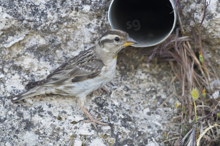 Rock Sparrow