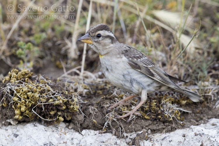Rock Sparrow, side view of an adult standing on the ground