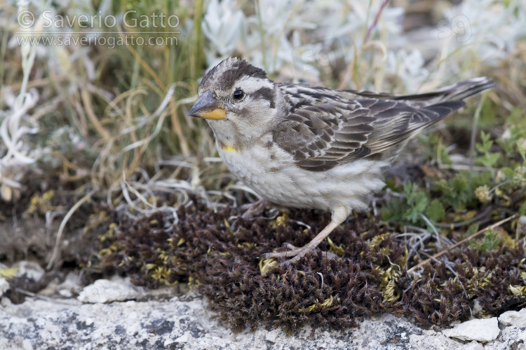 Rock Sparrow, adult standing on the ground