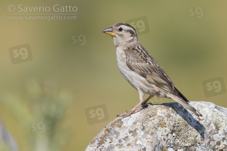 Rock Sparrow, side view of an adult standing on a rock