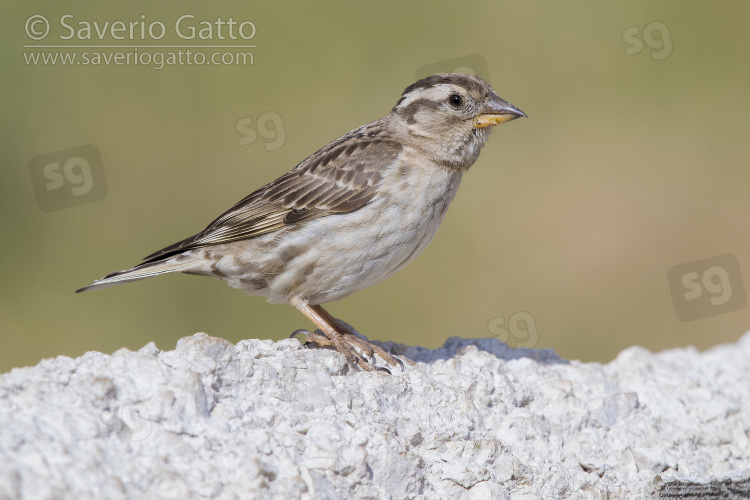 Rock Sparrow, side view of an adult standing on a wall