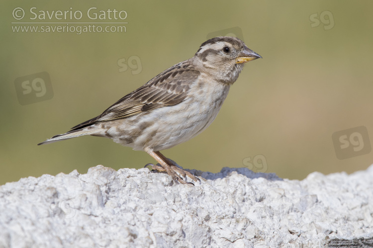 Rock Sparrow