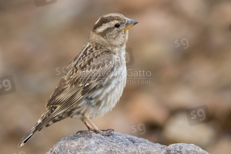 Rock Sparrow, side view of an adult standing on a stone