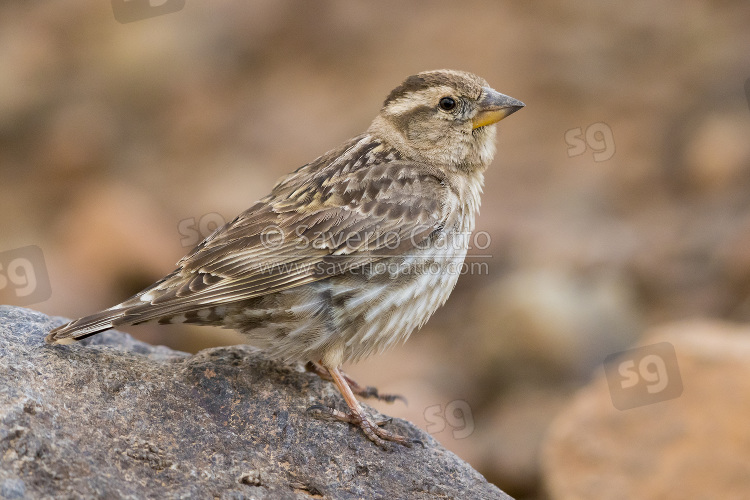Rock Sparrow, side view of an adult standing on a stone
