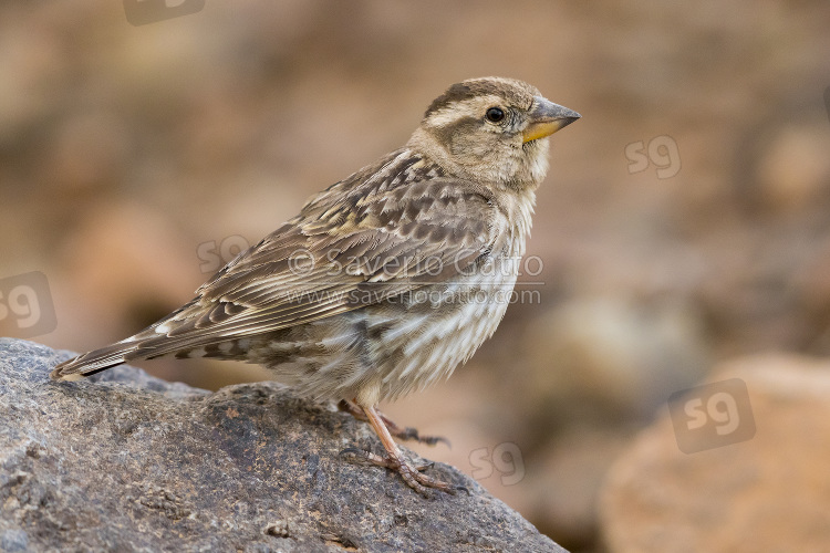 Rock Sparrow