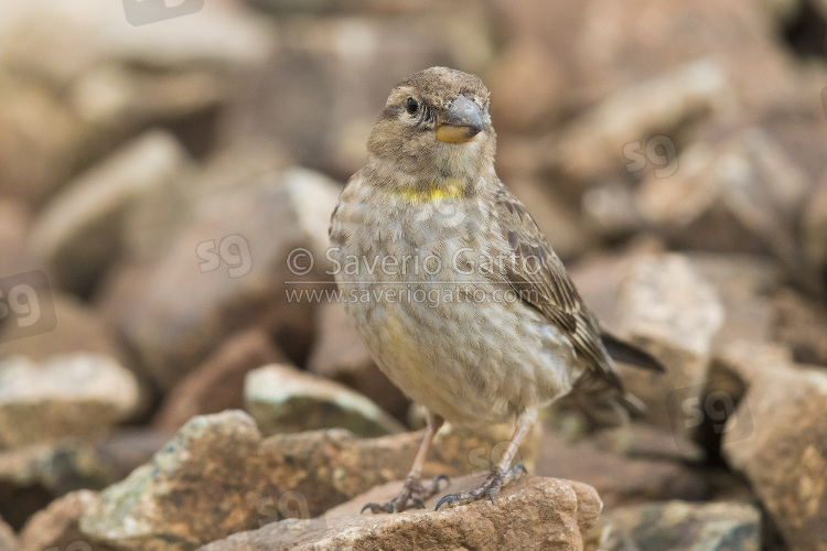 Rock Sparrow, front view of an adult standing on a stone