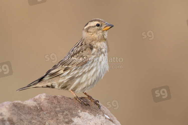 Rock Sparrow, side view of an adult standing on a stone