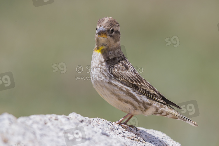Rock Sparrow, adult standing on a stone