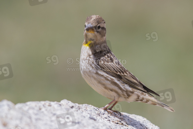 Rock Sparrow